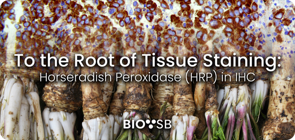 To the Root of Tissue Staining: Horseradish Peroxidase (HRP) in IHC
