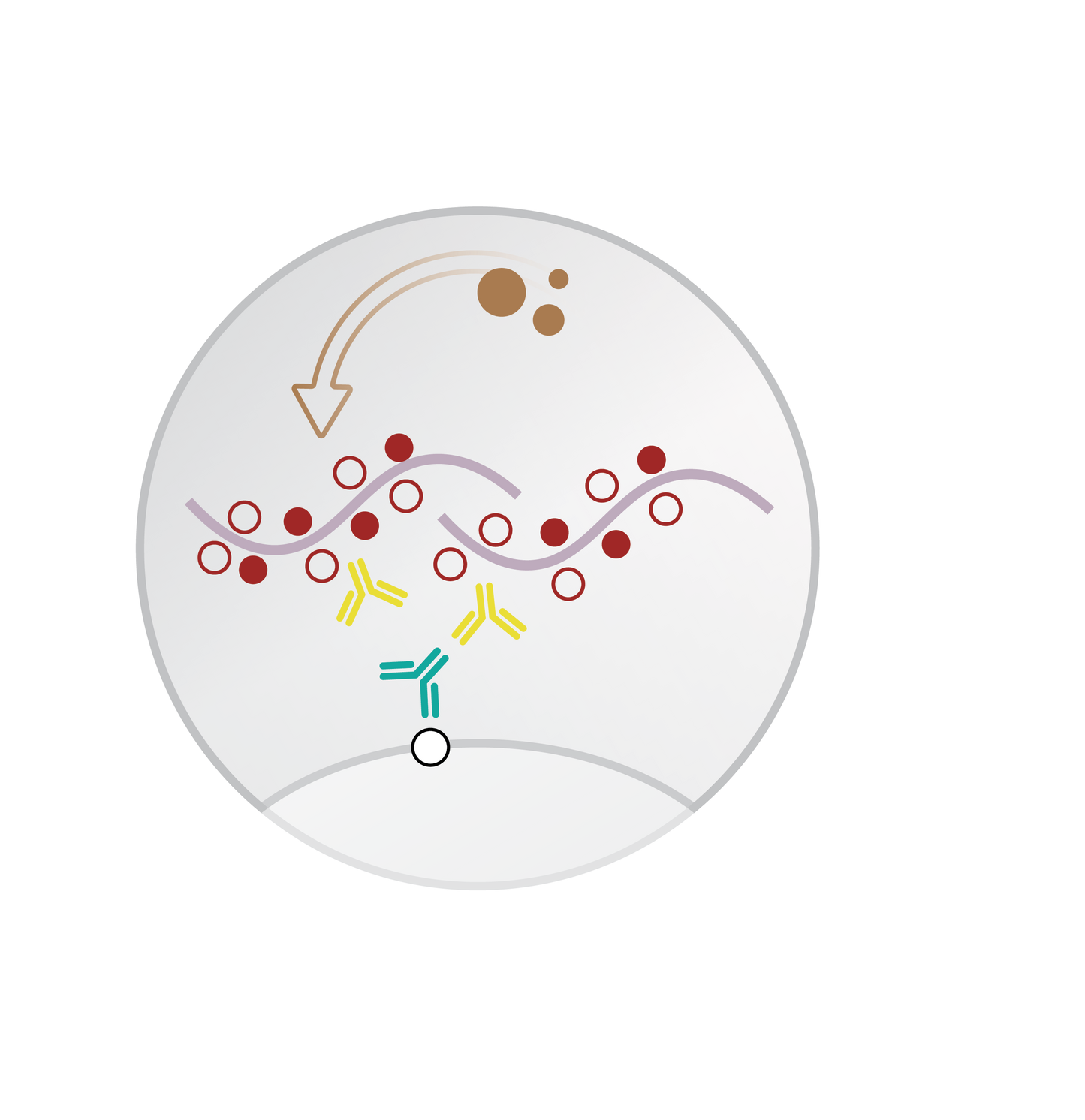 Mohs Mouse/Rabbit PolyDetector Plus DAB HRP Brown
