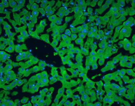 Albumin\FITC