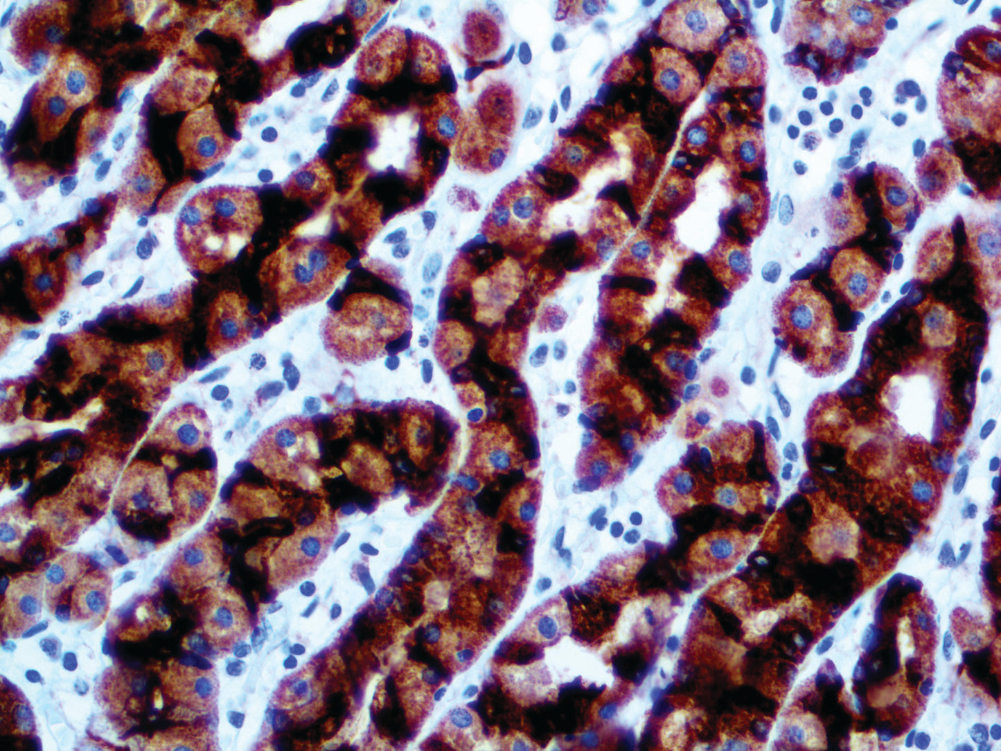 MUC6