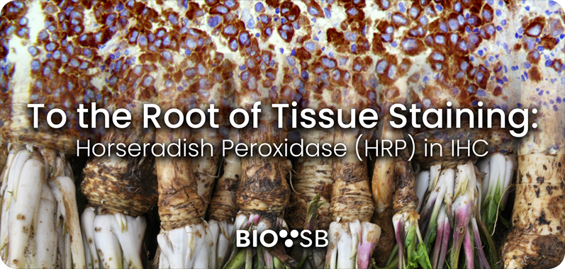 To the Root of Tissue Staining: Horseradish Peroxidase (HRP) in IHC