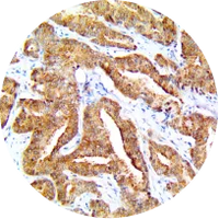 Antibodies for IHC