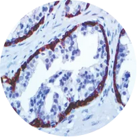Manual Staining Platforms