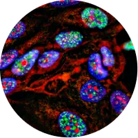 Molecular Staining