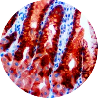 Substrate Chromogens