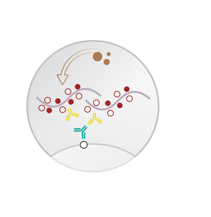 Mohs Mouse/Rabbit PolyDetector Plus DAB HRP Brown
