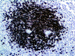 PolyDetector HRP Black