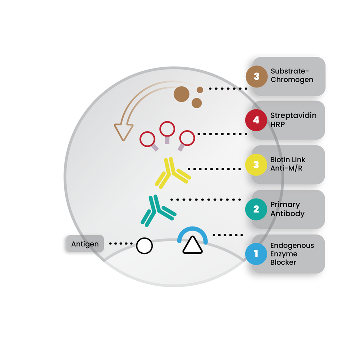 Mouse/Rabbit ImmunoDetector DAB HRP Brown