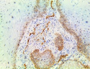 TintoFast Podoplanin