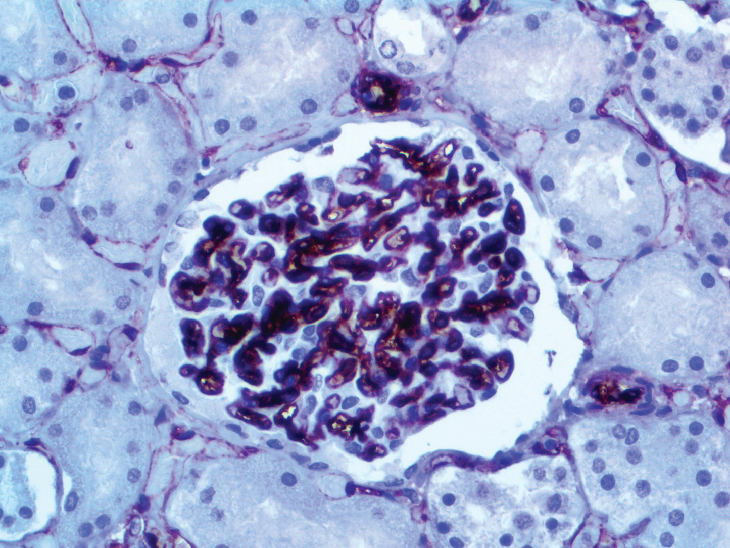 CD34