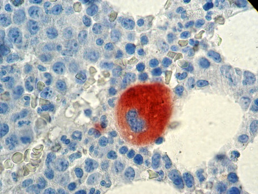 CD61