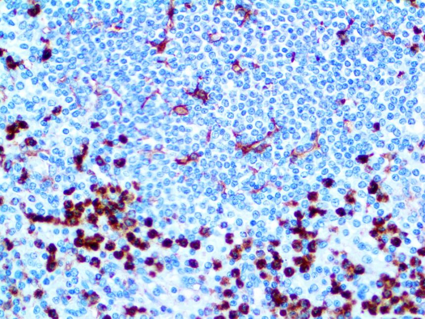 CD11b