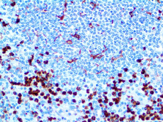 CD11b