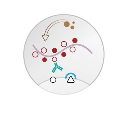 Mouse/Rabbit PolyDetector DAB HRP Brown