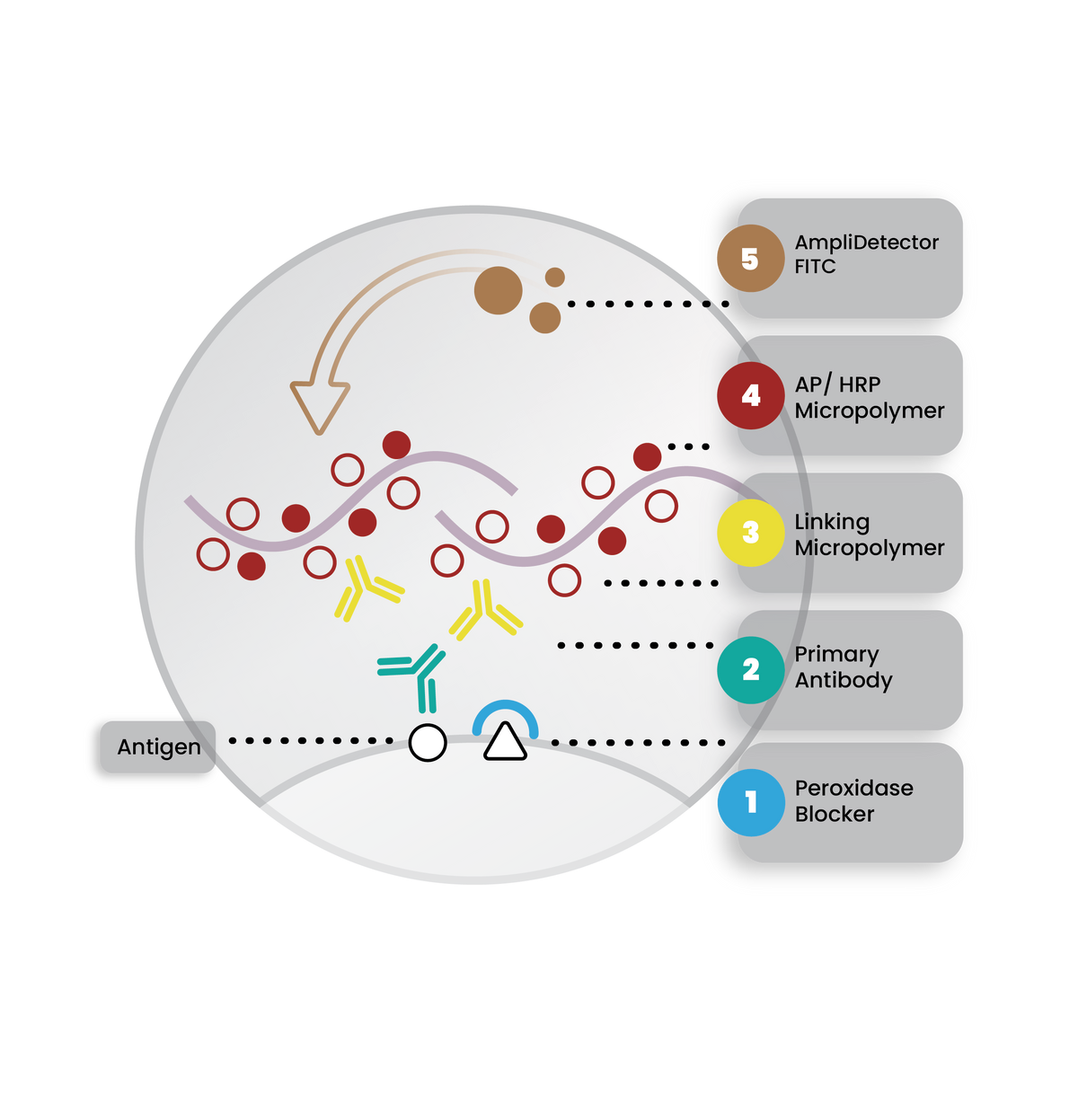 [highlight]PolyDetector Plus[/highlight] Detection Systems