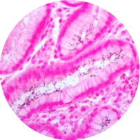 Ancillaries