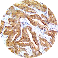 Antibodies for IHC