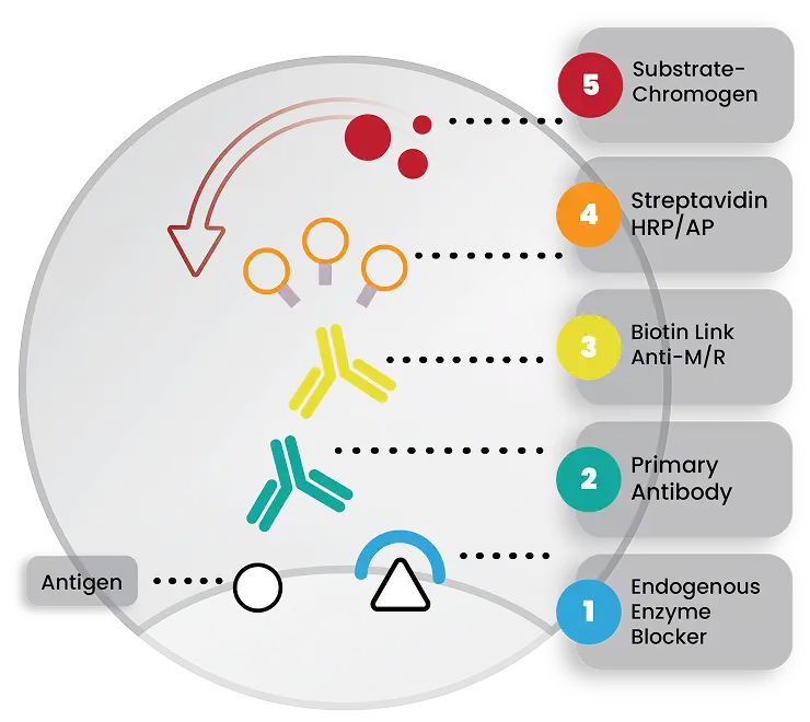 [highlight]ImmunoDetector HRP[/highlight] Detection Systems