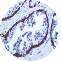 Manual Staining Platforms