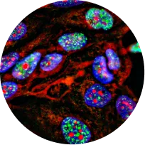 Molecular Staining